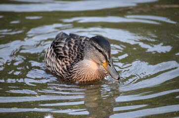 vibrant mallard duck