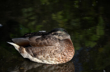 mallard duck tries to sleep on pond water