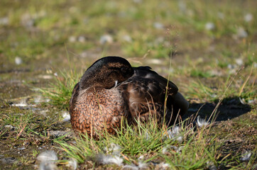 mallard duck tries to sleep by pond shore