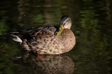 mallard duck in pond close up