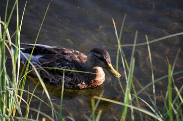 mallard duck