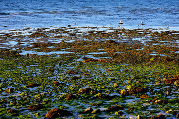vibrant green algae reflecting in the autumn sun