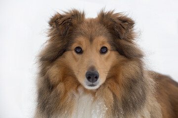 Portrait of cute scotch collie close up. Pet animals.