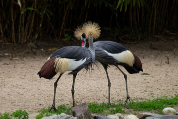 Two crowned cranes II