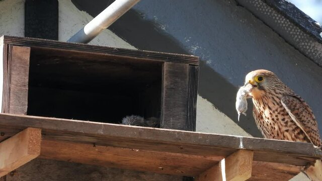 Turnfalken (Falco tinnunculus) am Nistkasten, Weibchen bringt Maus