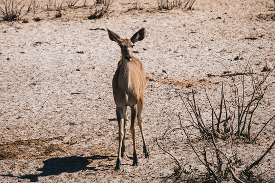 Female Greater Kudu Standing in Dry Etosha Pan National Park at Olifantsrus, Namibia