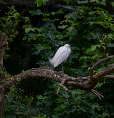 Naklejka premium Little egret (egretta garzetta)