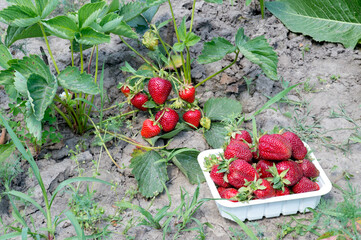 White plastic container of ripe red strawberries on the background of a bed of red berry bushes. Background.