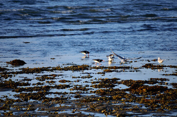 seagulls and oystercatcher birds wading together in ocean on a sunny autumn day