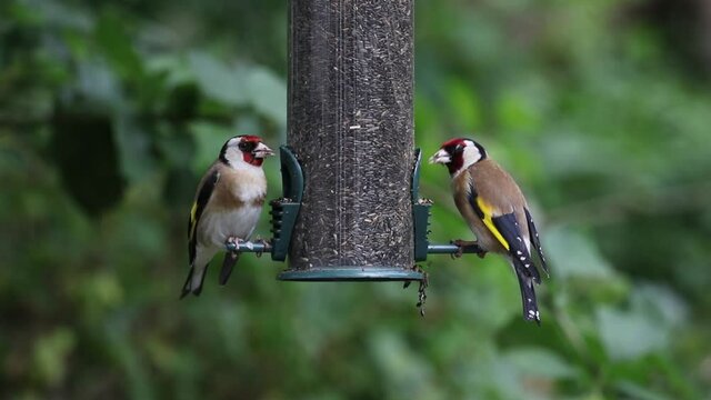A pair of Goldfinches, Carduelis carduelis, eating niger seed from a hanging feeder. Spring. British Isles.