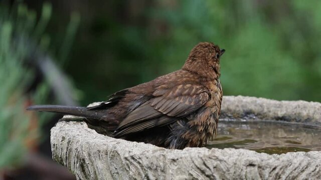 A juvenile Blackbird,Turdus merula,  bathing in a garden bird bath. Spring. British Isles.