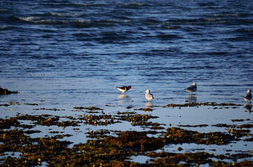 seagulls and oystercatcher birds wading together in ocean on a sunny autumn day