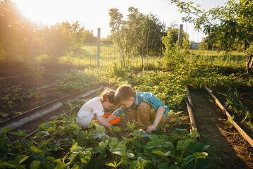 Cute and happy little brother and sister of preschool age collect and eat ripe strawberries in the garden on a Sunny summer day. Happy childhood. Healthy and environmentally friendly crop