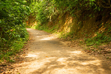path in the forest, path, woods hill.