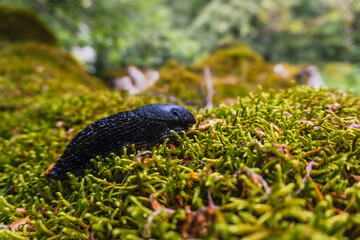 Mount Aizkorri 1523 meters, the highest in Guipuzcoa. Basque Country. Ascent through San Adrian and return through the Oltza fields. A black slug in the forest of Mount Aizkorri