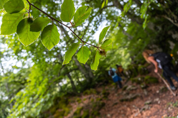 Mount Aizkorri 1523 meters, the highest in Guipuzcoa. Basque Country. Ascent through San Adrian and return through the Oltza fields. Nature in the forest of Mount Aizkorri