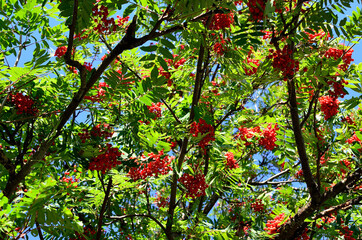 Fototapeta premium vibrant red berries on rowan tree in autumn