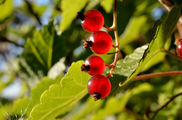 ripe wild red currant berries macro photo