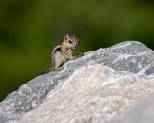 Golden-mantled Ground Squirrel.