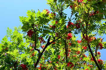 Fototapeta na wymiar vibrant red berries on rowan tree in autumn