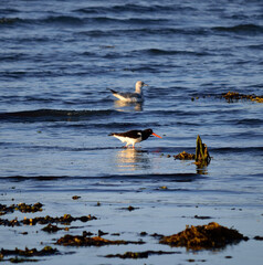 seagulls and oystercatcher birds wading together in ocean on a sunny autumn day