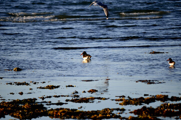 oystercatcher birds wading in ocean on sunny autumn day
