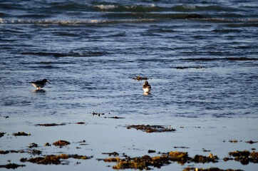 oystercatcher birds wading in ocean on sunny autumn day