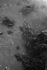 abstract black and white seaweed portrait