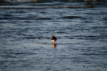 oystercatcher bird wading in ocean looking for food