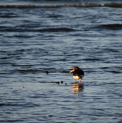 oystercatcher bird wading in ocean looking for food