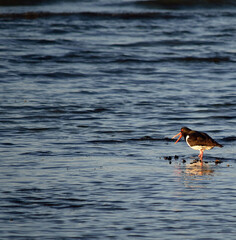 oystercatcher bird wading in ocean looking for food