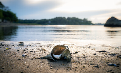 Fototapeta na wymiar Pretty seashell on wet beach shore in sunset sunglight