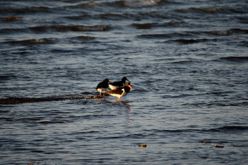 oystercatcher bird flock wading in ocean on sunny day