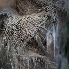 Background texture of a fibrous trunk of a palm tree close-up