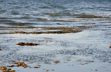 sea shore waves and sea weed in autumn