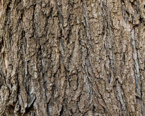 Fototapeta premium background texture of ribbed cracked tree bark