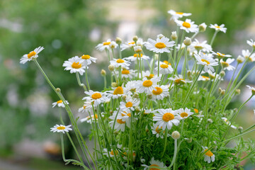 Flowering daisies. Daisies in the nature. Gardening concept