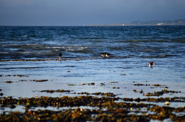 beautiful oystercatcher birds