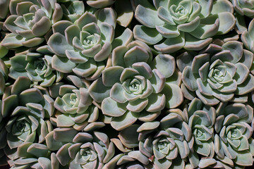 Background of a many small echeveria succulents