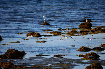 seagull flying out to sea