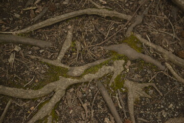 Tree and it's flowing roots
