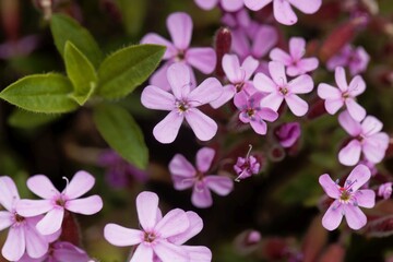 Rock soapwort, Saponaria ocymoides