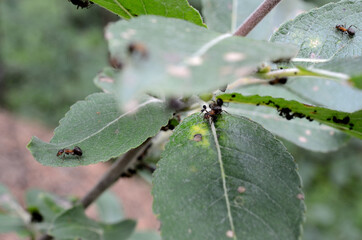 ants on green leaf macro