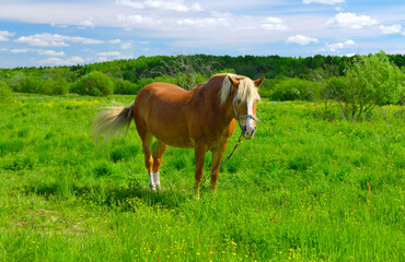 The draft red horse is standing in the pasture and moving its tail on sunny day.