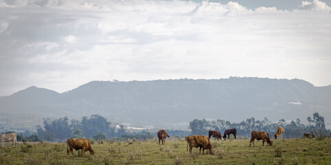 Oxen and cows grazing in a farm area in southern Brazil.