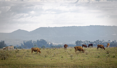 Oxen and cows grazing in a farm area in southern Brazil.
