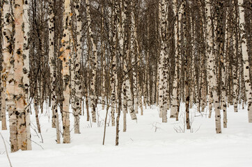 Birch tree forest in winter