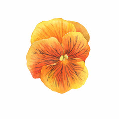 The orange garden bicolor pansy flower (Viola tricolor, Viola pedunculata, heartsease, violet, kiss-me-quick) Hand drawn botanical watercolor painting illustration isolated on white background