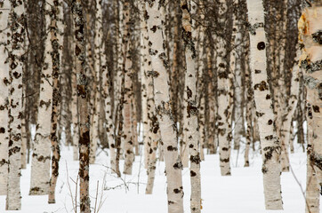 Obraz premium birch tree forest in winter