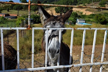 burro